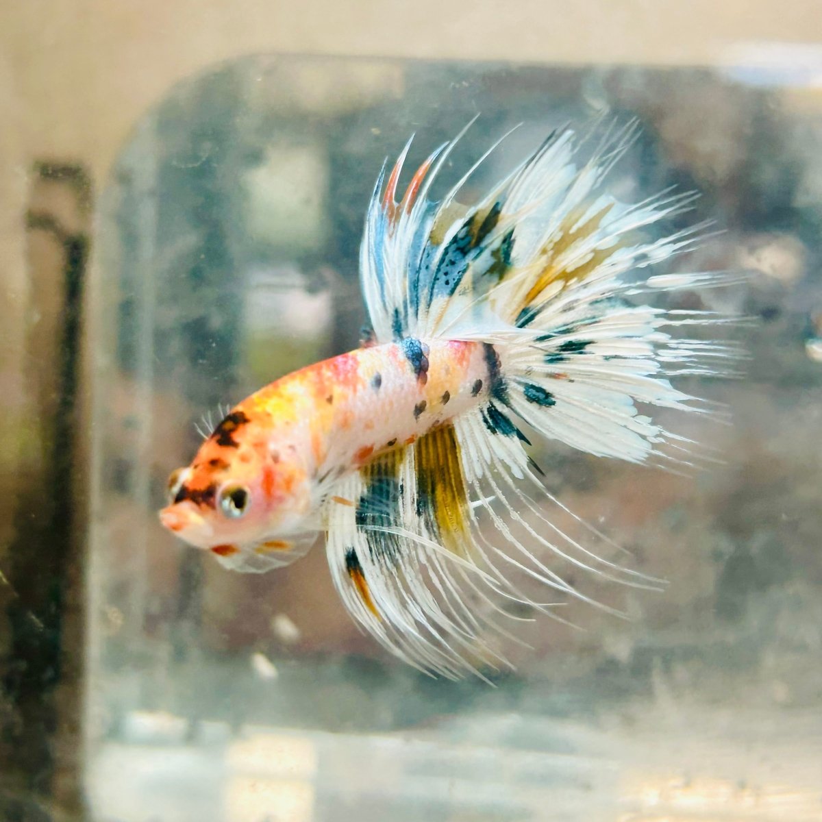 Betta Male Crowntail Metallic Koi #145