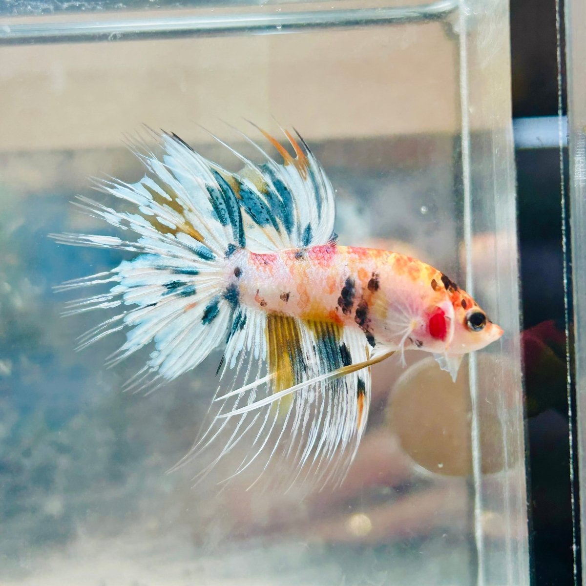 Betta Male Crowntail Metallic Koi #145
