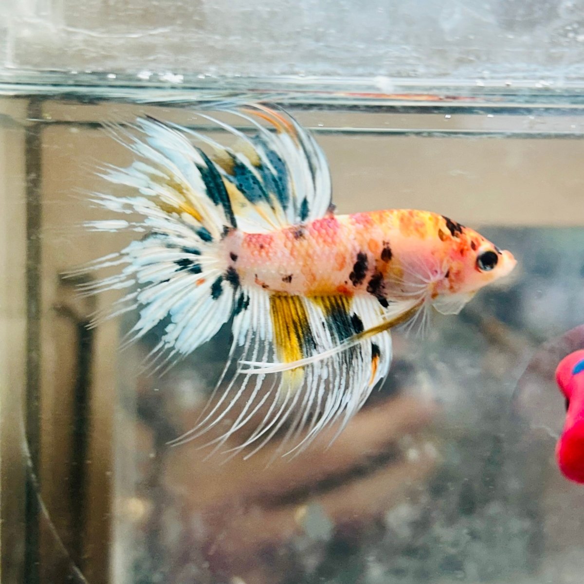 Betta Male Crowntail Metallic Koi #145