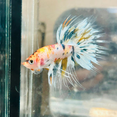 Betta Male Crowntail Metallic Koi 145 Male betta