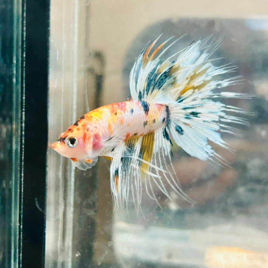 Betta Male Crowntail Metallic Koi 145 Male betta