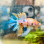 Betta Male Crowntail Metallic Koi 150