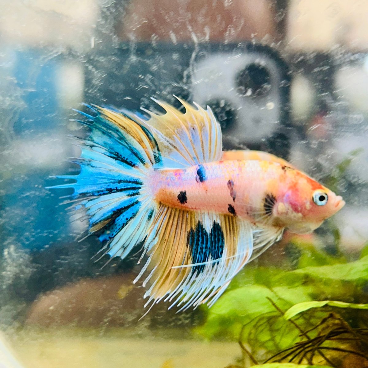 Betta Male Crowntail Metallic Koi 150