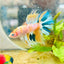 Betta Male Crowntail Metallic Koi 150