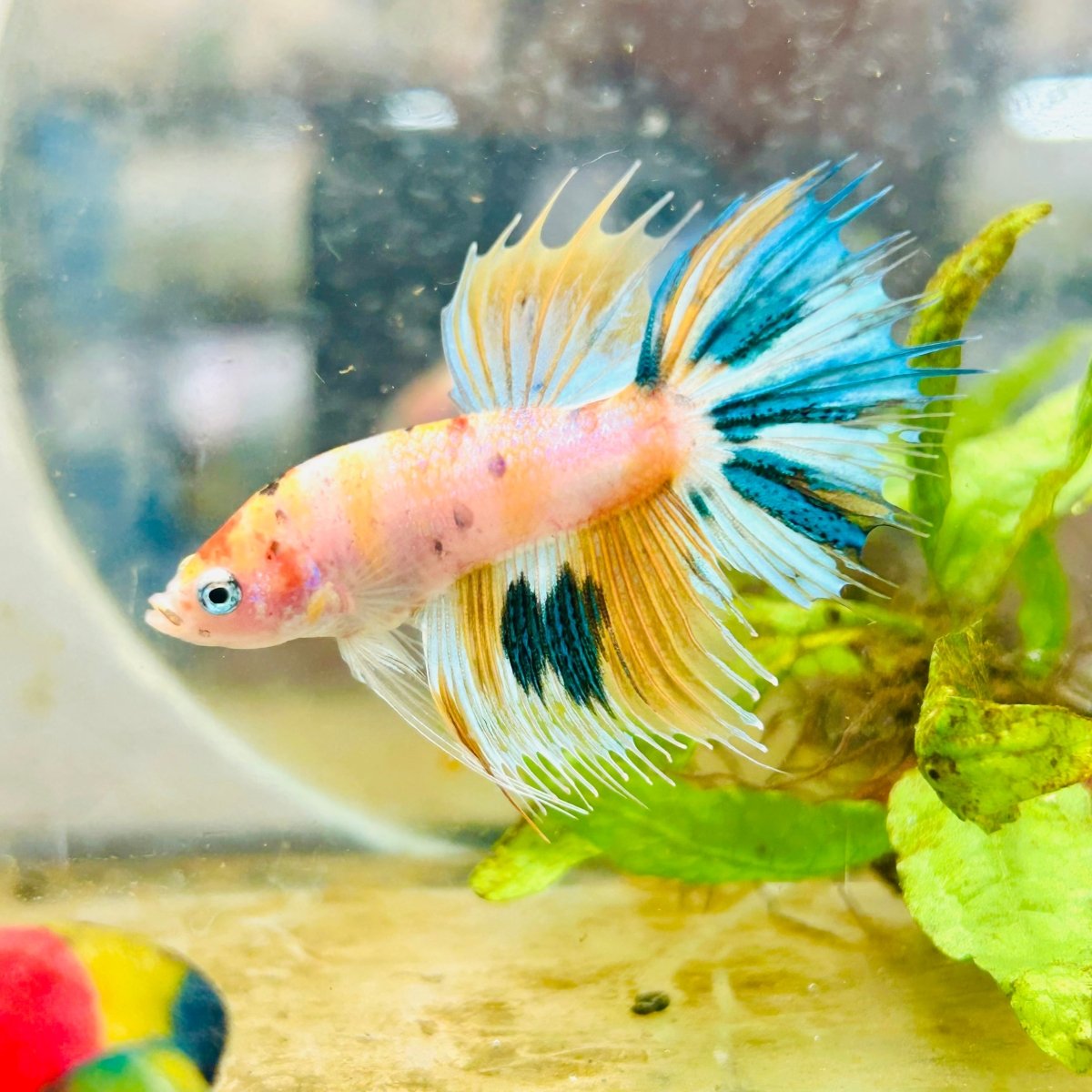 Betta Male Crowntail Metallic Koi 150