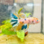 Betta Male Crowntail Metallic Koi 150