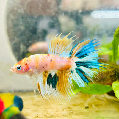 Betta Male Crowntail Metallic Koi 150