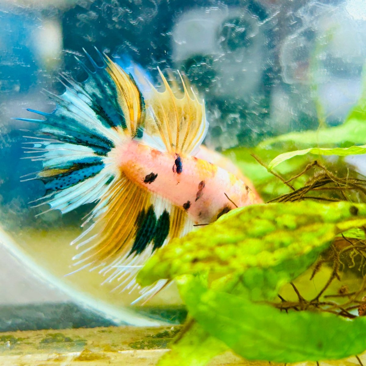 Betta Male Crowntail Metallic Koi 150
