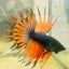 Betta Male Crowntail Orange Black 029