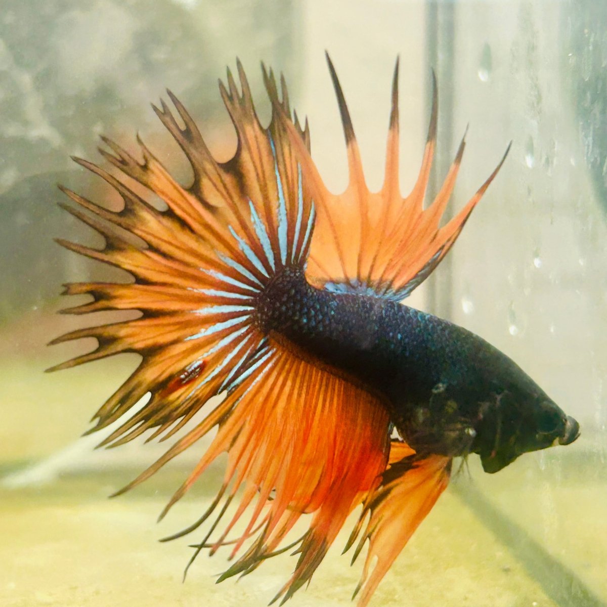 Betta Male Crowntail Orange Black 029