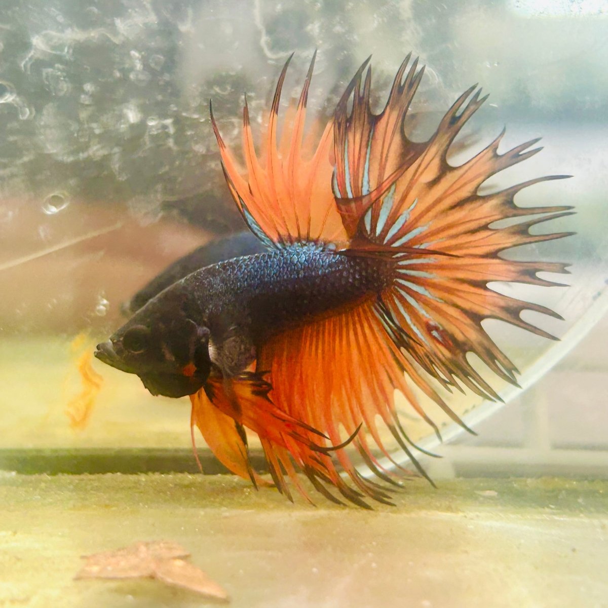 Betta Male Crowntail Orange Black 029