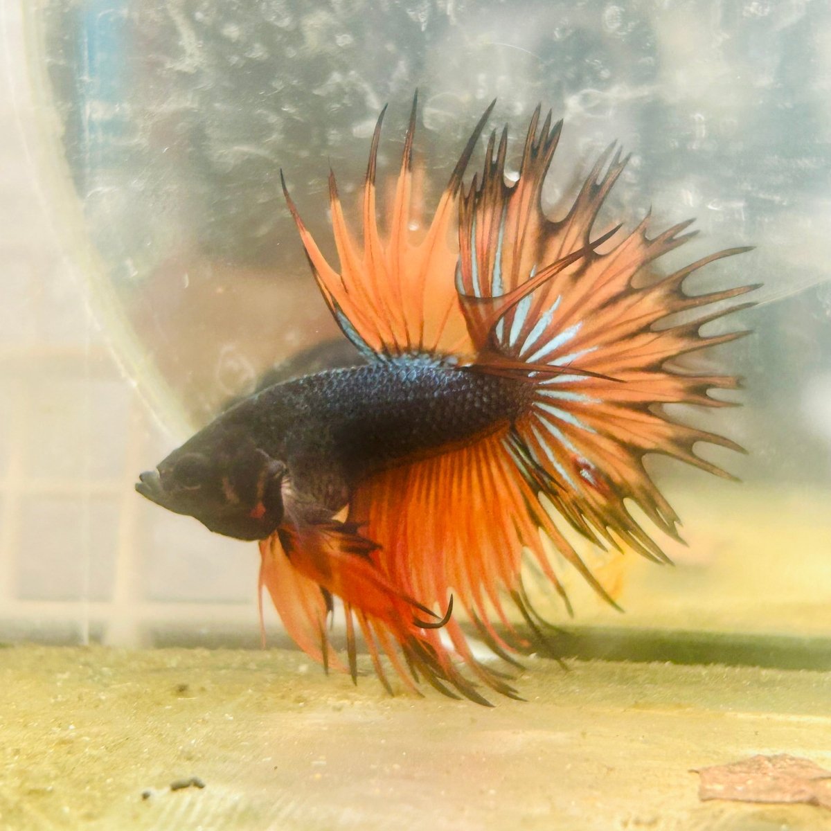 Betta Male Crowntail Orange Black 029