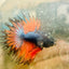 Betta Male Crowntail Orange Black 029