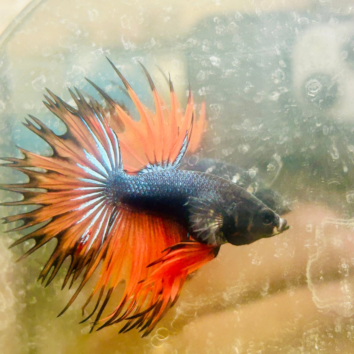 Betta Male Crowntail Orange Black 029
