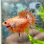 Betta Male Crowntail Orange Koi 030