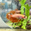 Betta Male Crowntail Orange Koi 030
