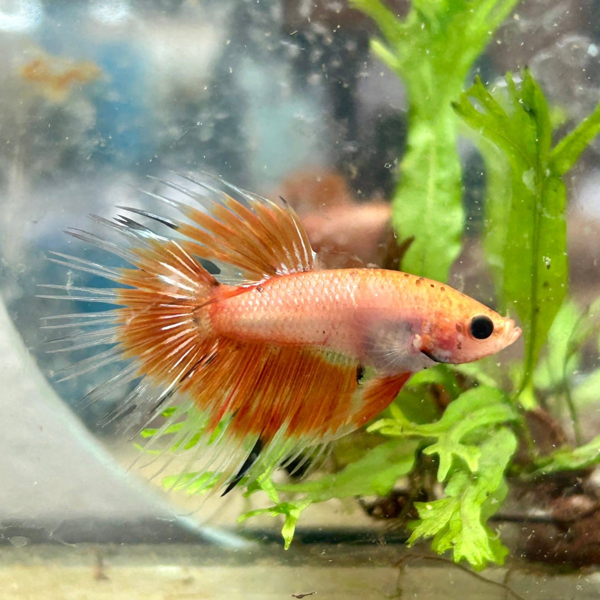 Betta Male Crowntail Orange Koi 030