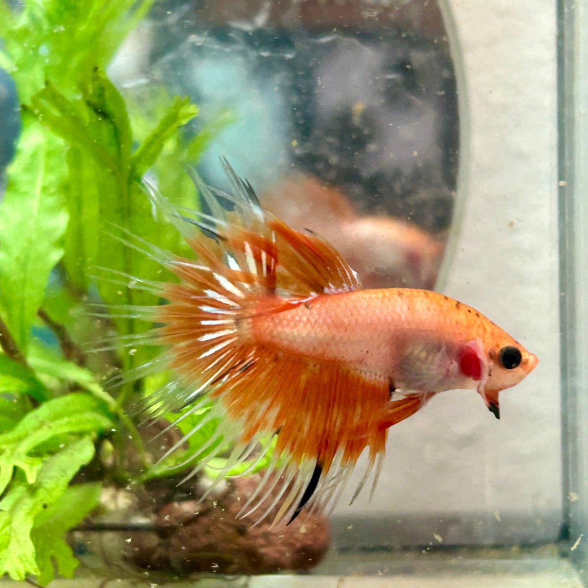 Betta Male Crowntail Orange Koi 030