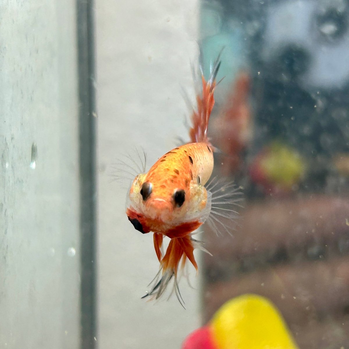 Betta Male Crowntail Orange Koi 030