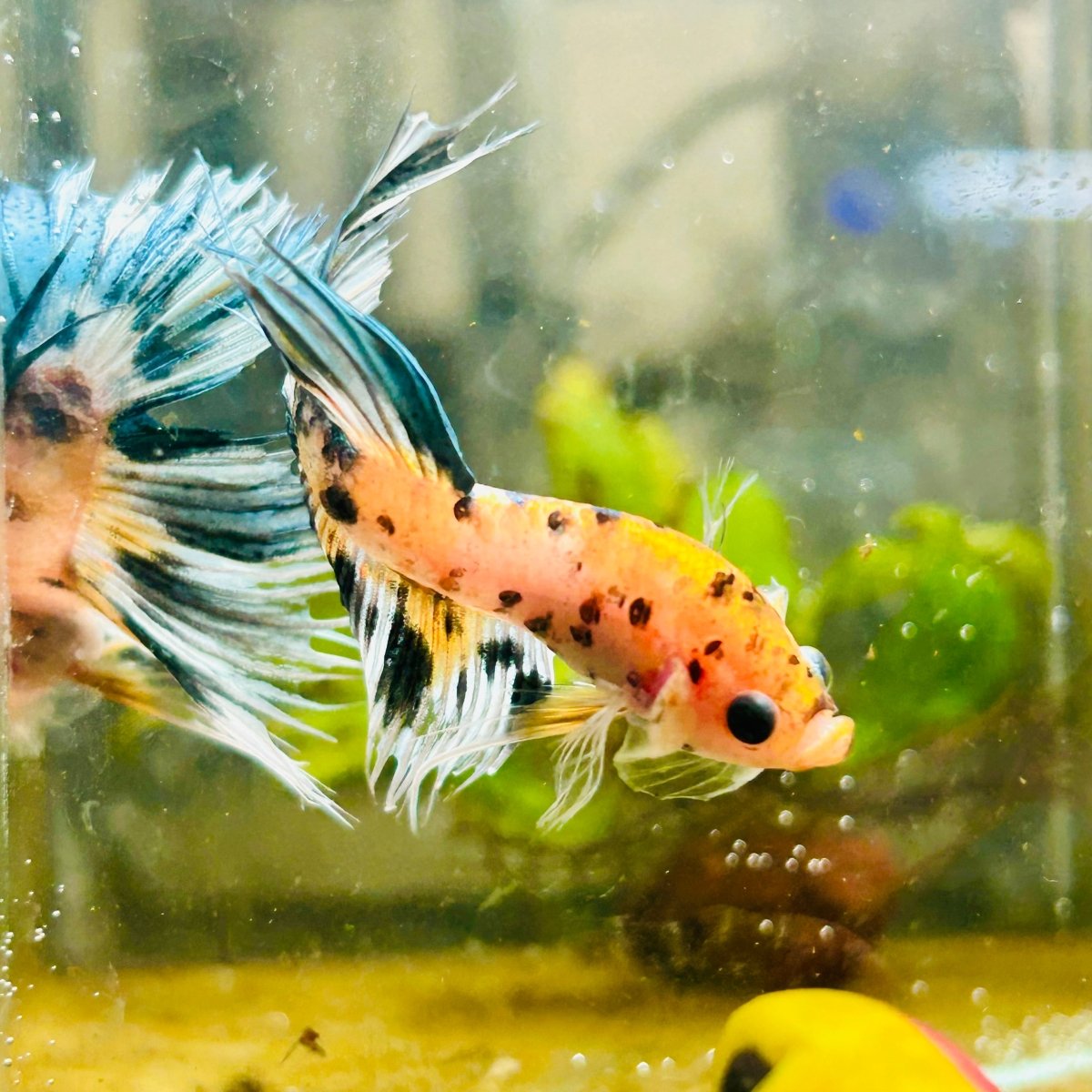 Betta Male Crowntail Orange Koi 055 Male betta
