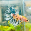 Betta Male Crowntail Orange Koi 055 Male betta