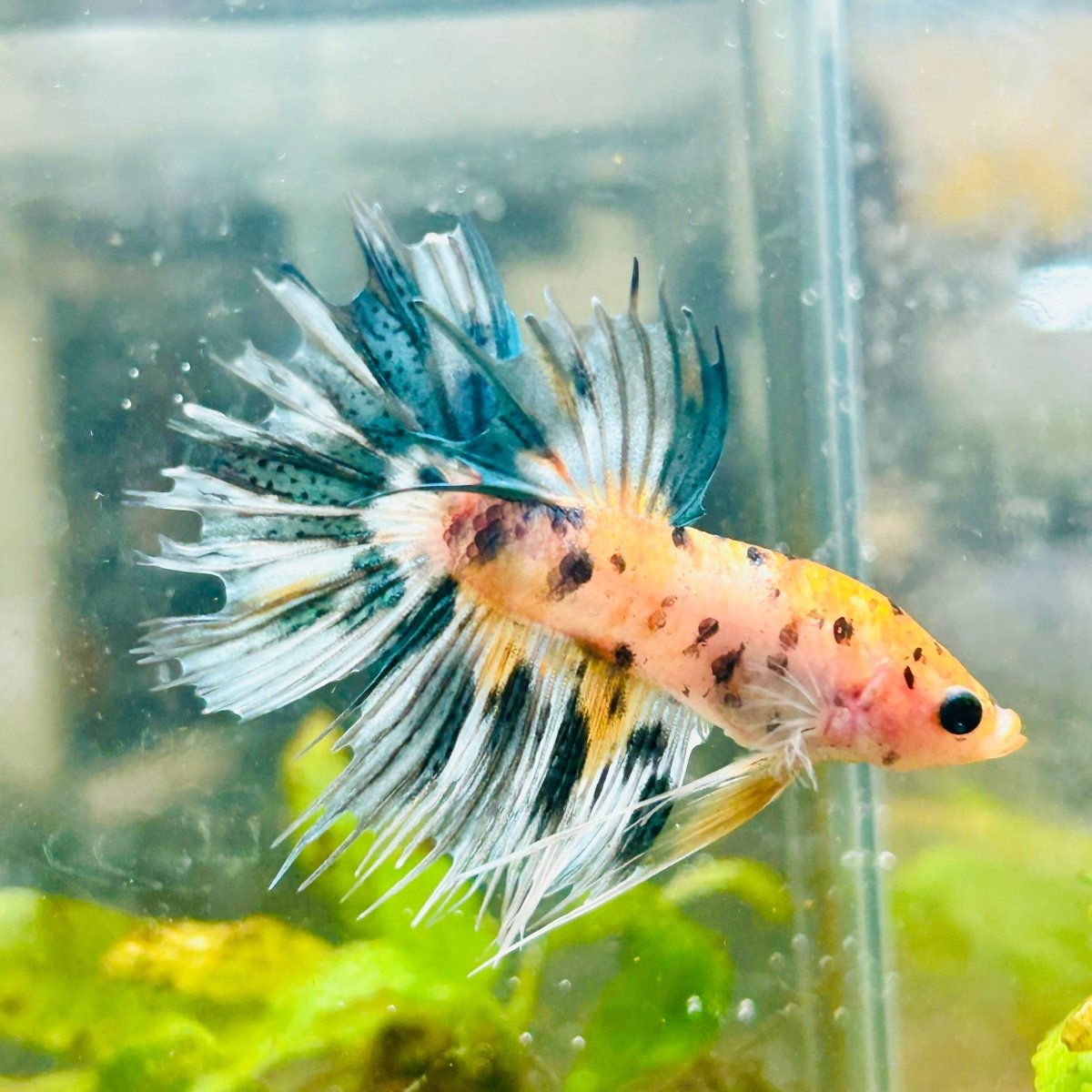 Betta Male Crowntail Orange Koi 055 Male betta