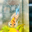 Betta Male Crowntail Orange Koi 055 Male betta