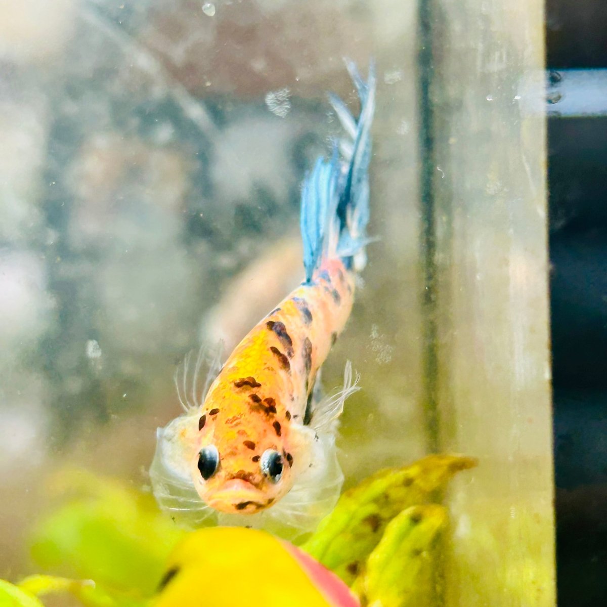 Betta Male Crowntail Orange Koi 055 Male betta