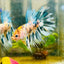 Betta Male Crowntail Orange Koi 055 Male betta