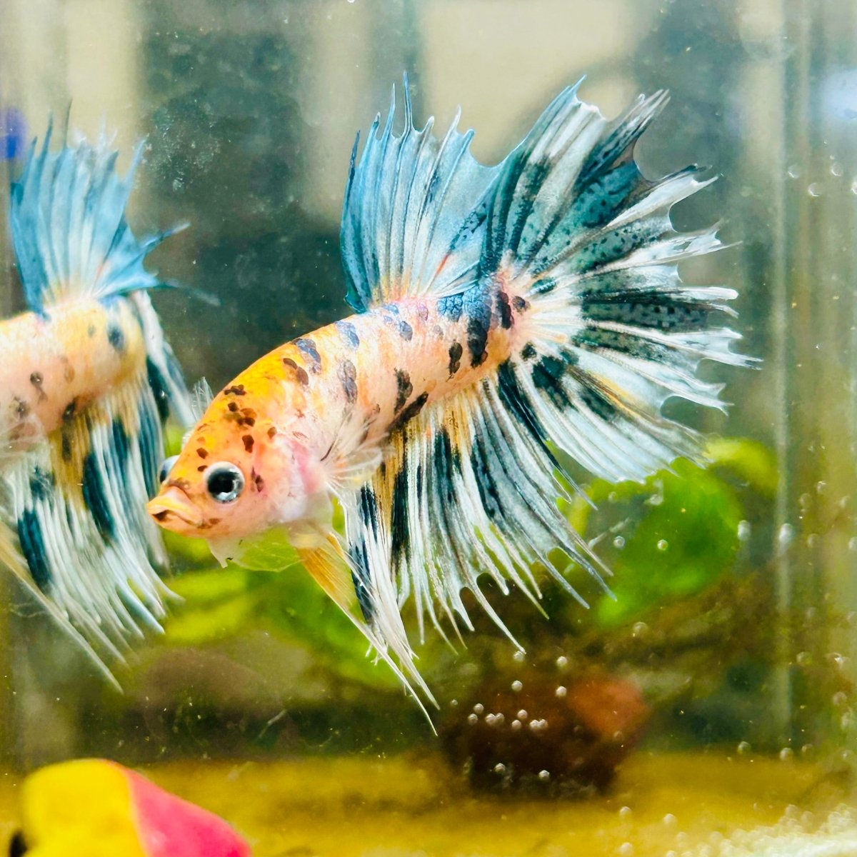 Betta Male Crowntail Orange Koi 055 Male betta
