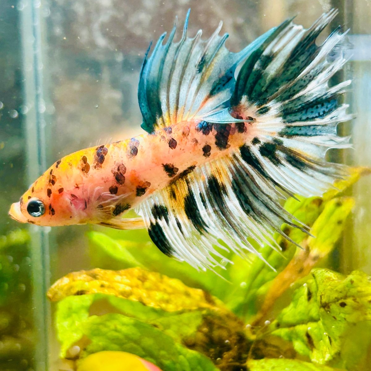 Betta Male Crowntail Orange Koi 055 Male betta
