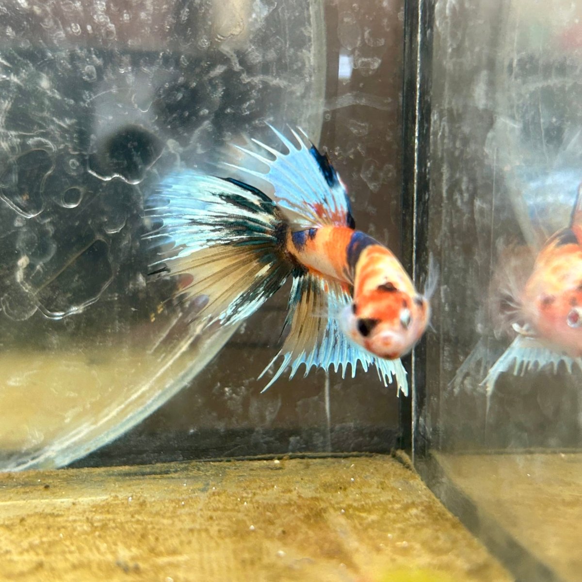 Betta Male Crowntail Orange Koi #071