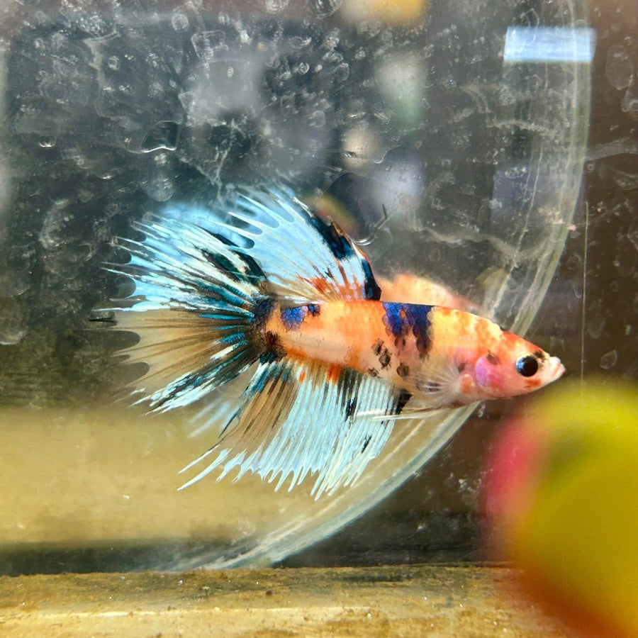 Betta Male Crowntail Orange Koi 071 Male betta