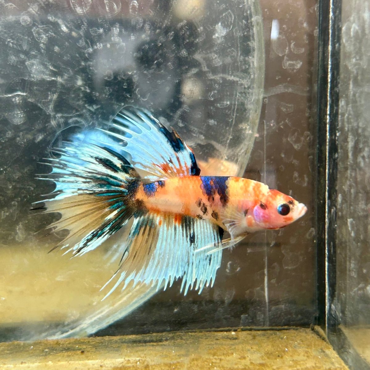 Betta Male Crowntail Orange Koi #071