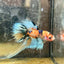 Betta Male Crowntail Orange Koi 071 Male betta