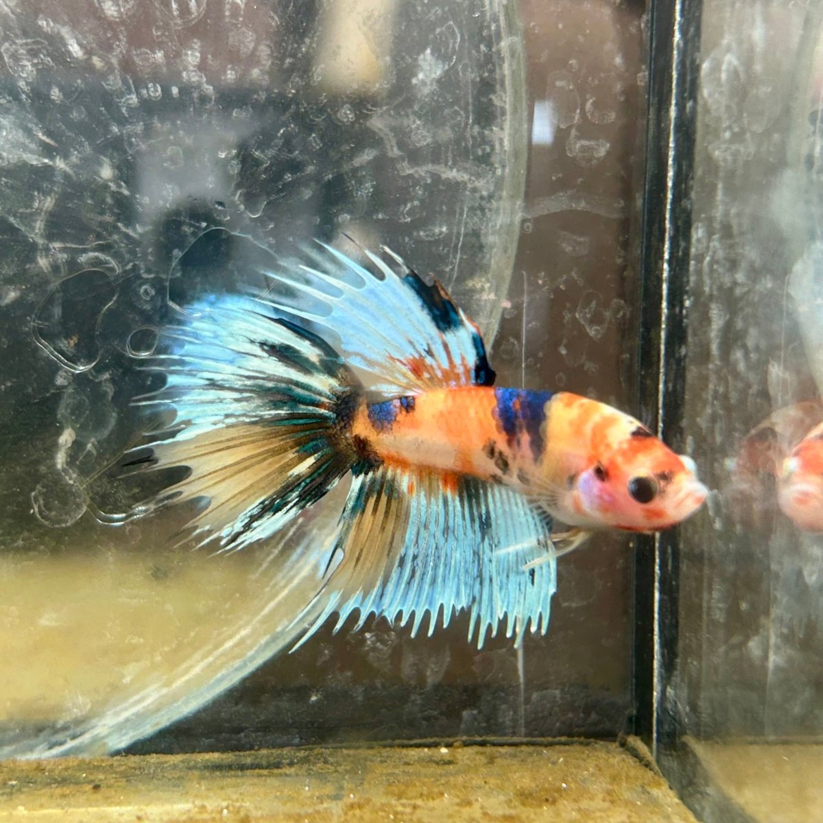 Betta Male Crowntail Orange Koi #071
