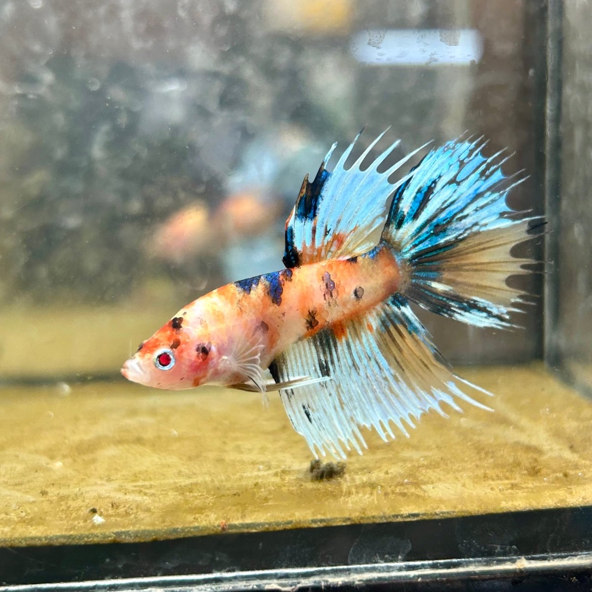 Betta Male Crowntail Orange Koi #071