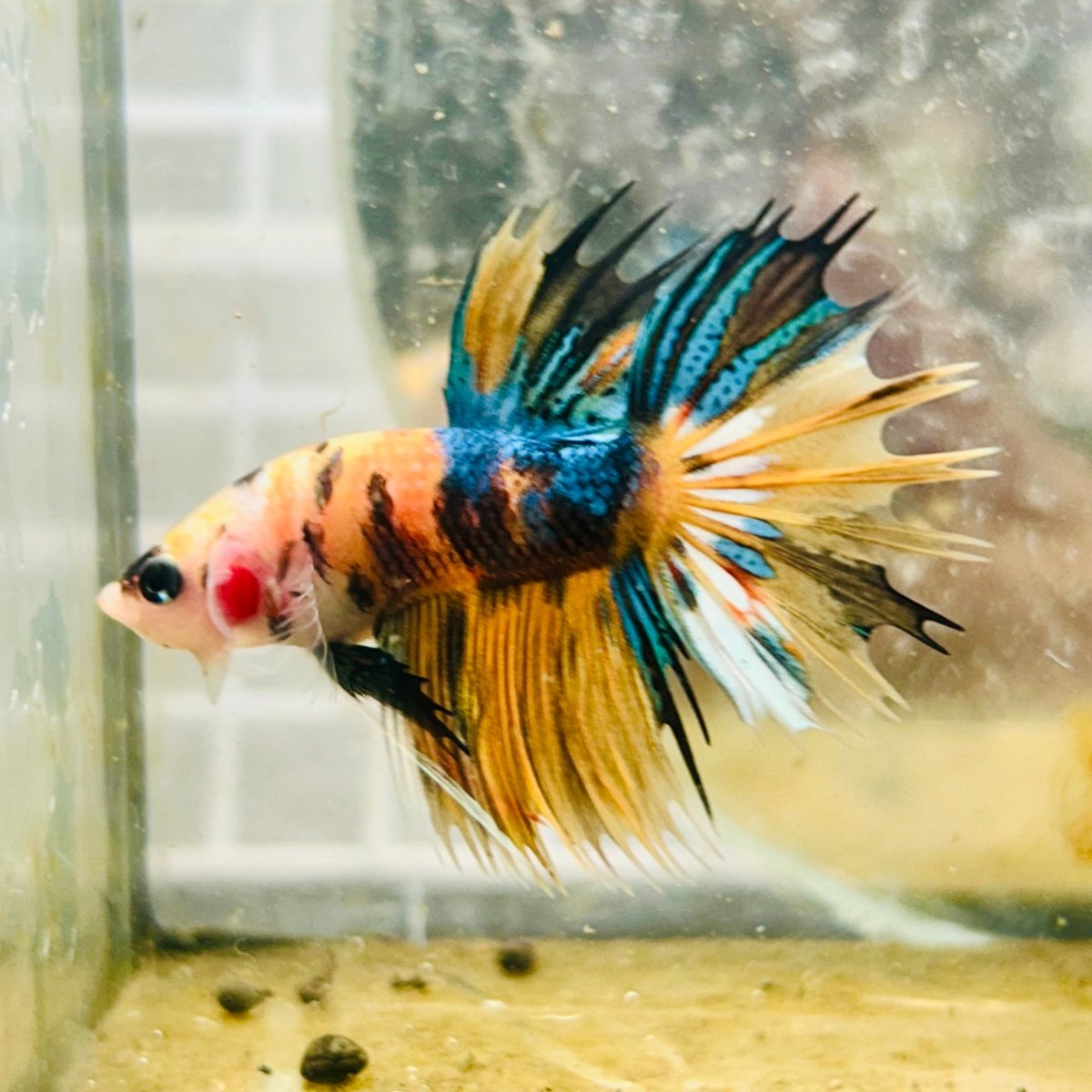 Betta Male Crowntail Orange Koi 083