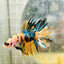 Betta Male Crowntail Orange Koi 083