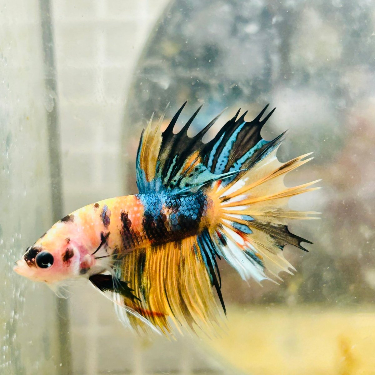 Betta Male Crowntail Orange Koi 083