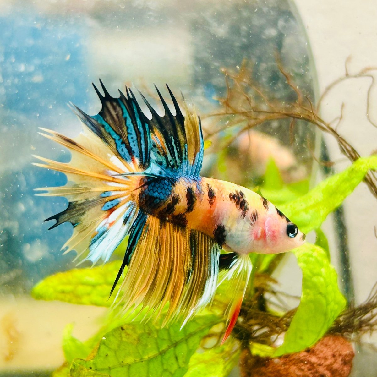 Betta Male Crowntail Orange Koi 083