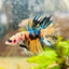 Betta Male Crowntail Orange Koi 083