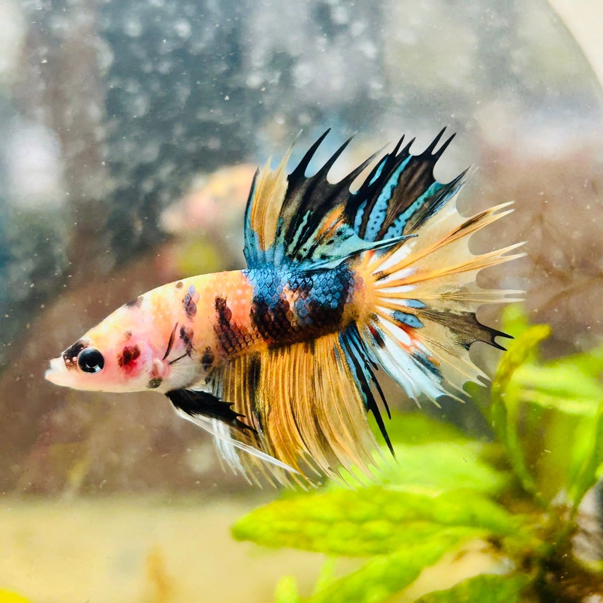 Betta Male Crowntail Orange Koi 083