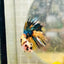 Betta Male Crowntail Orange Koi 083