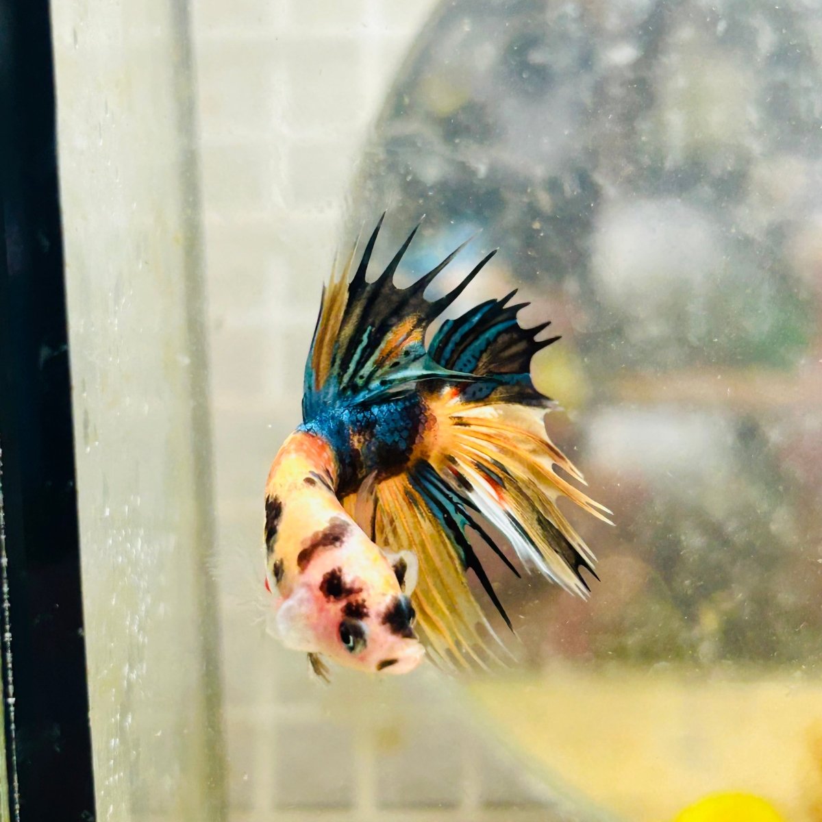 Betta Male Crowntail Orange Koi 083