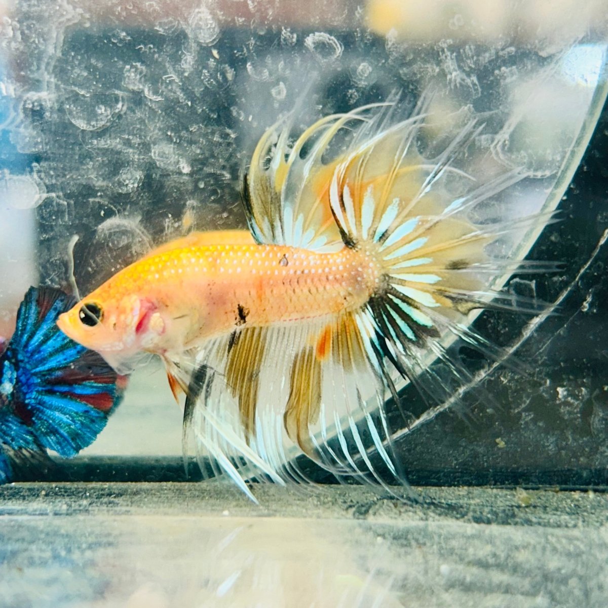 Betta Male Crowntail Orange Koi 084