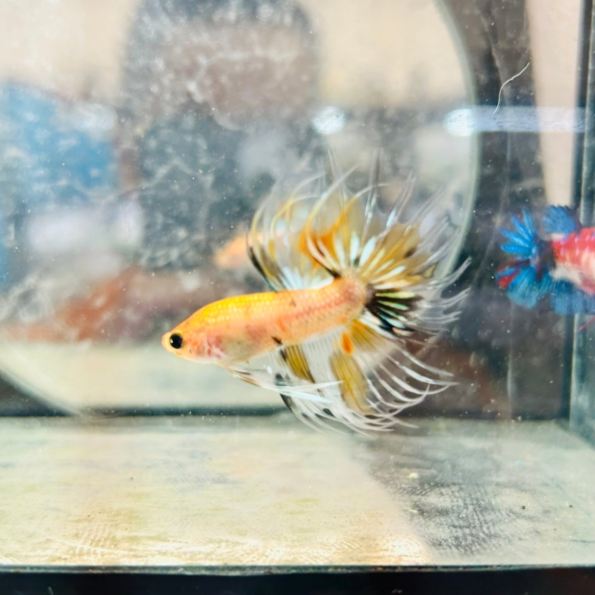 Betta Male Crowntail Orange Koi 084