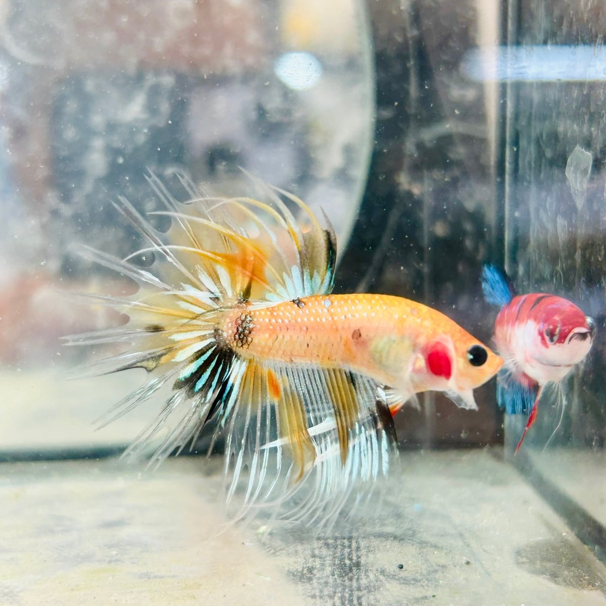 Betta Male Crowntail Orange Koi 084