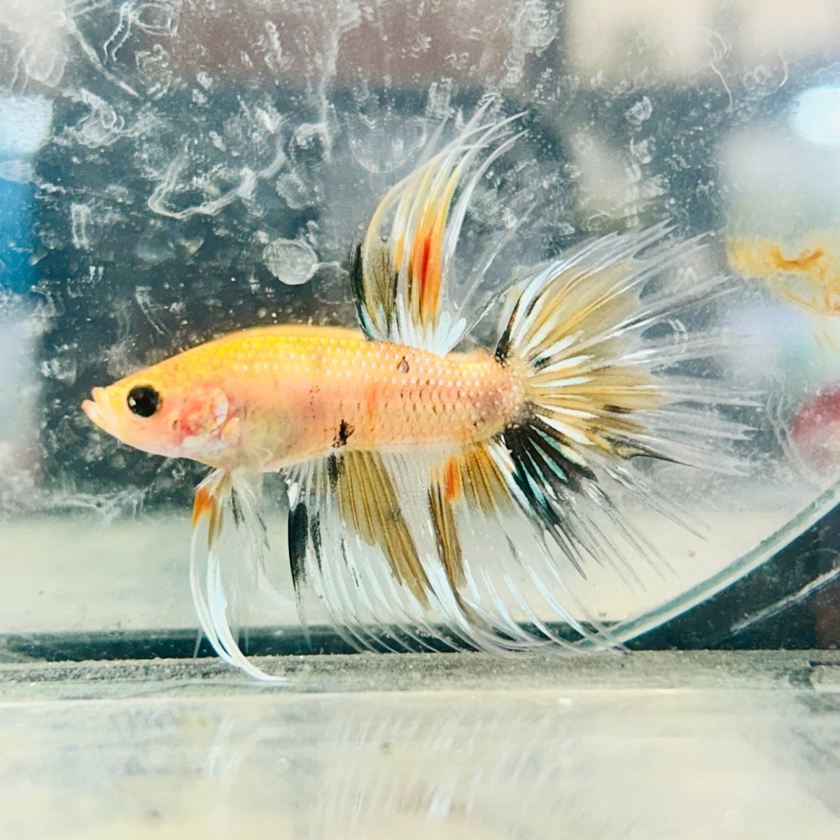 Betta Male Crowntail Orange Koi 084
