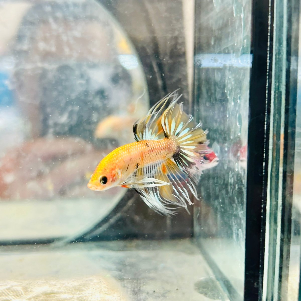 Betta Male Crowntail Orange Koi 084